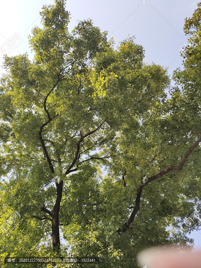 仰拍樟树