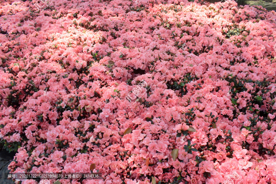 杜鹃花