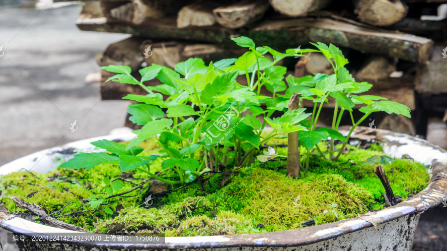 一盆草莓植株