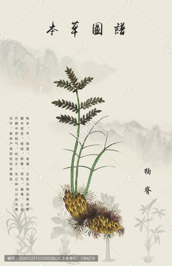狗脊