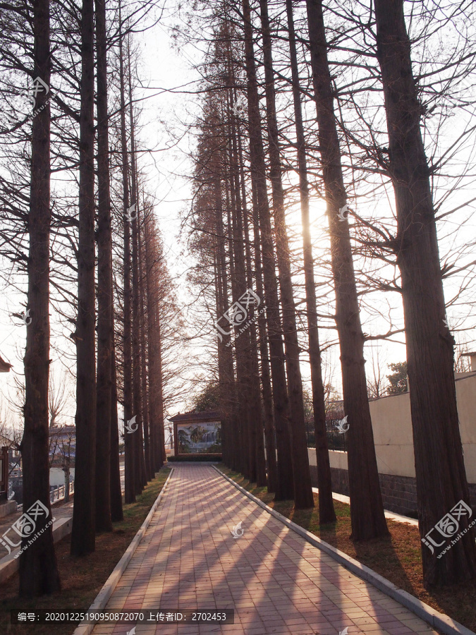 冬日杉树光影