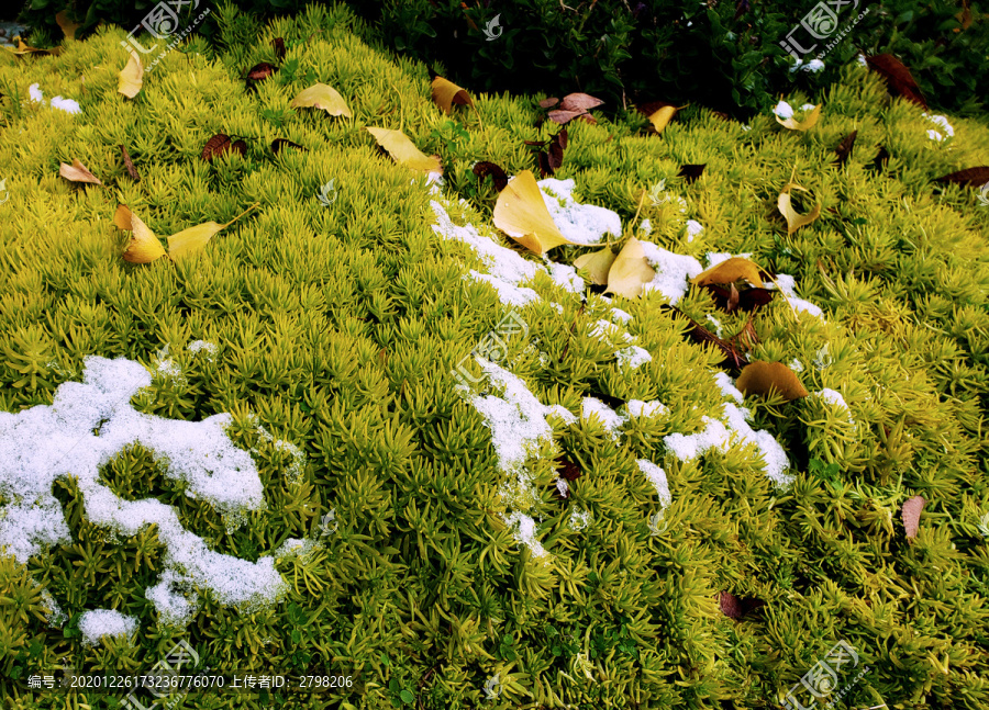 嫩绿草丛中的落叶和白雪