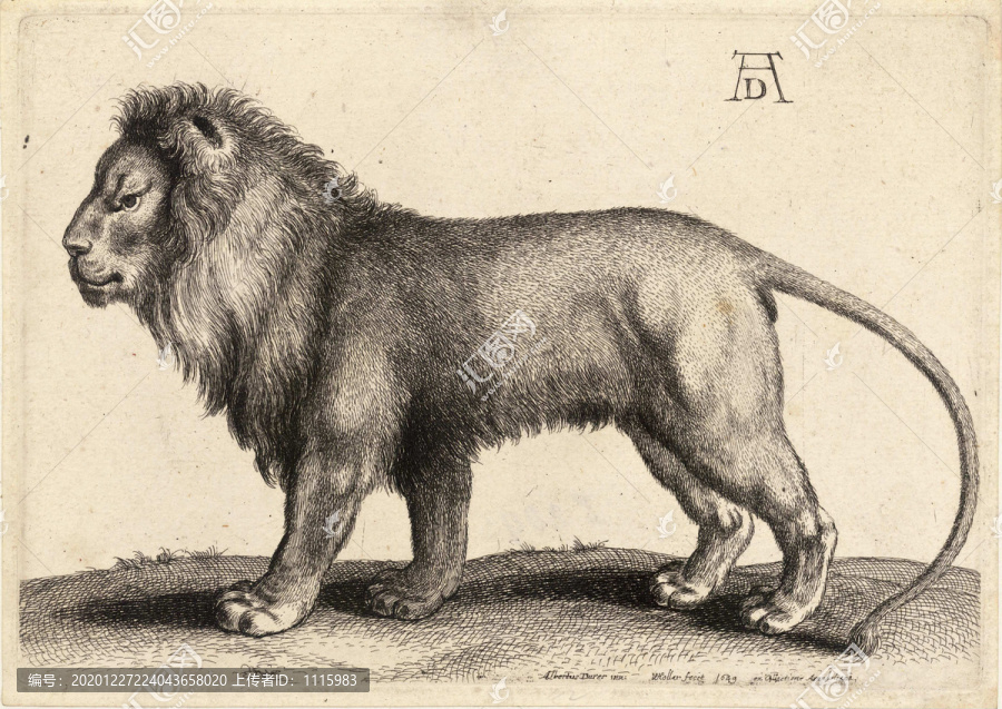丟勒素描獅子