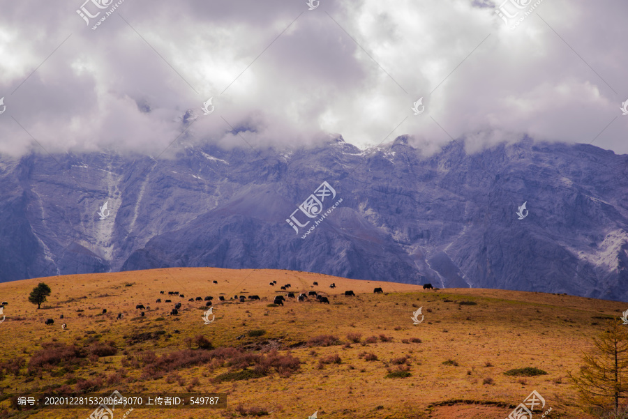 高山草场