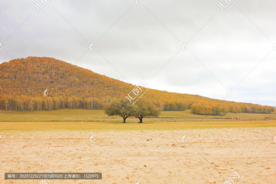 内蒙古木兰围场秋天的草原白桦树