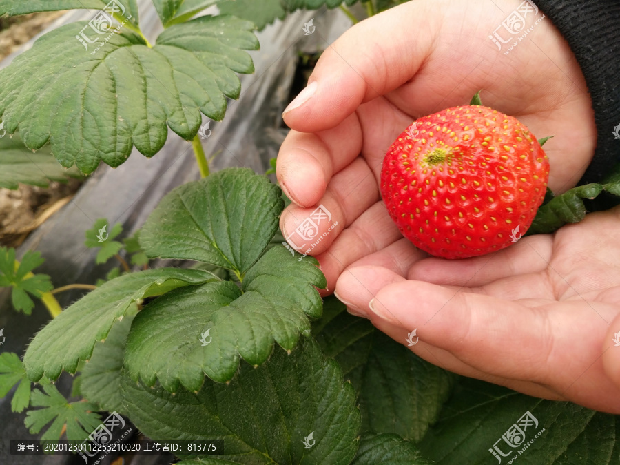 手里鲜红草莓