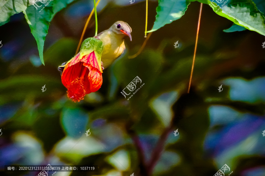 灯笼花和太阳鸟