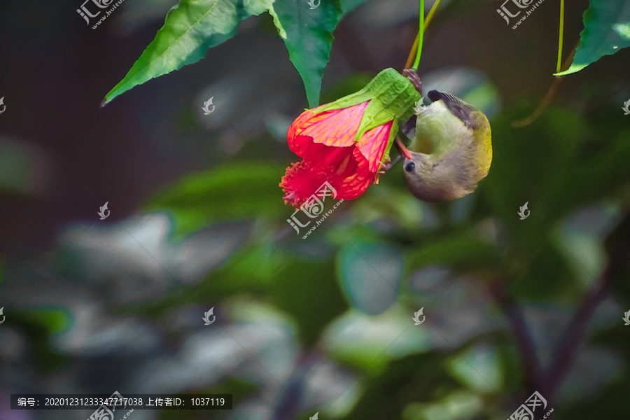 灯笼花和太阳鸟