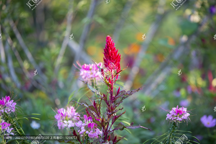 花草