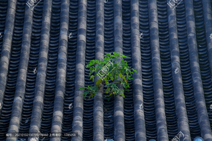 老建筑屋顶上的绿植