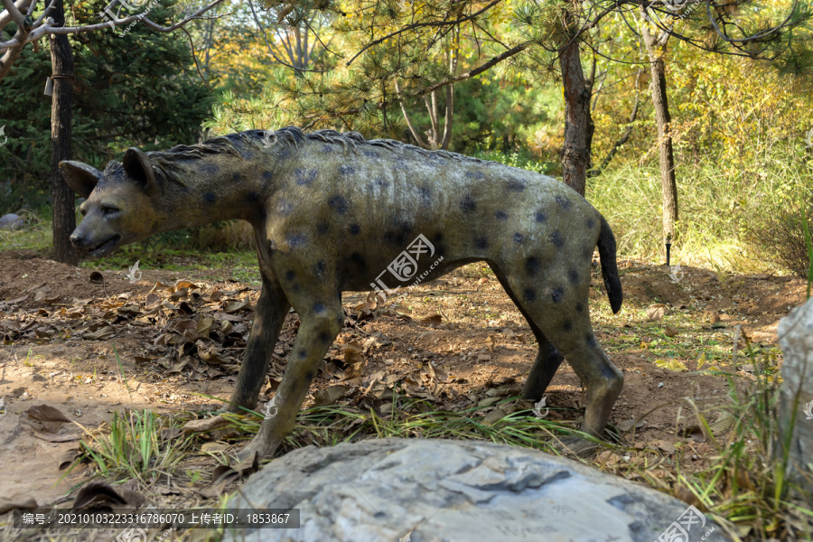 中国鬣狗