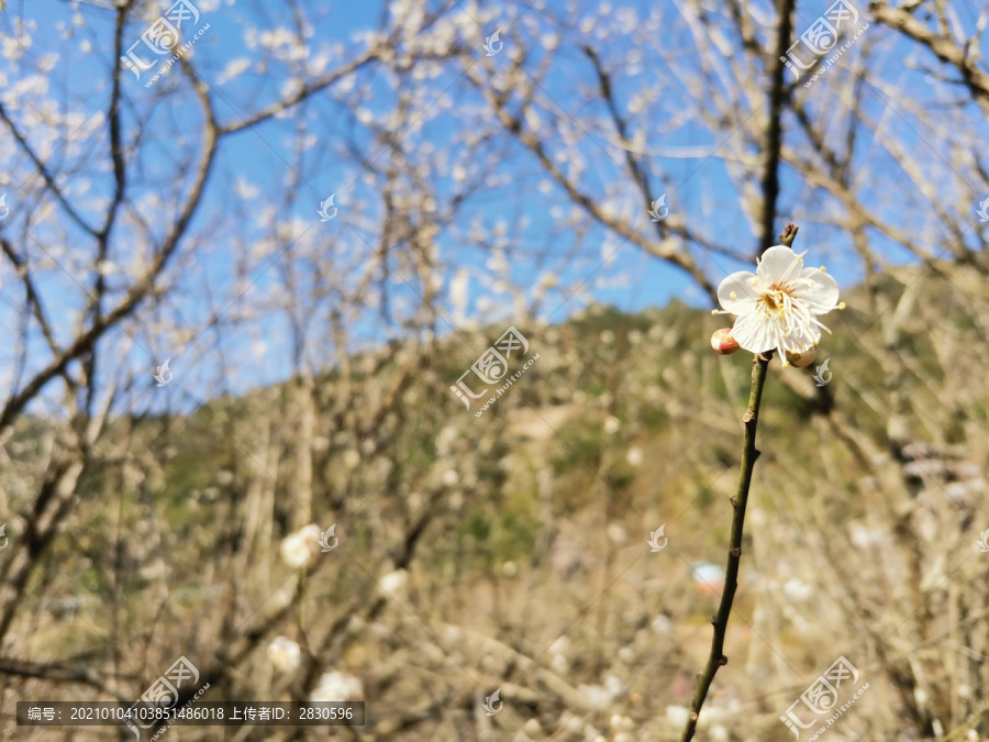 梅花