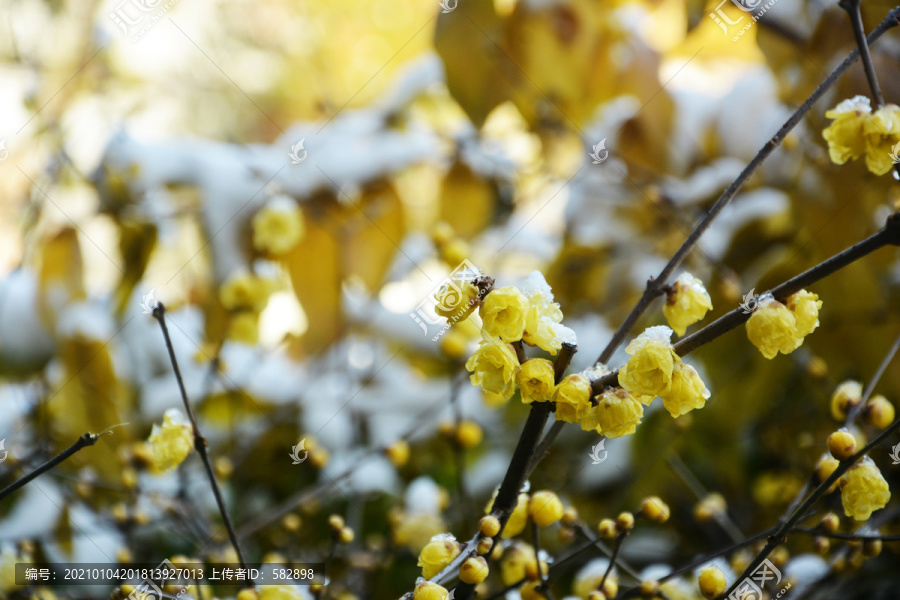 冰雪梅花