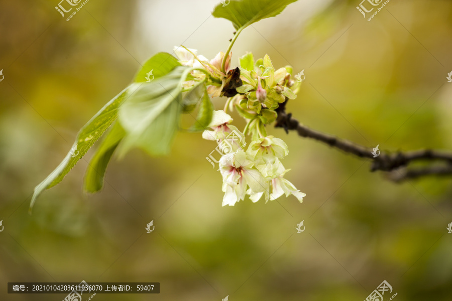 樱花