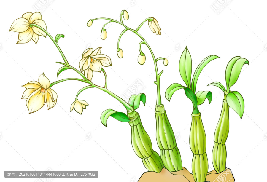 石斛花