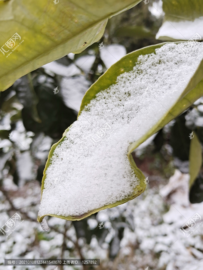 冬天里树叶上的雪景JPG