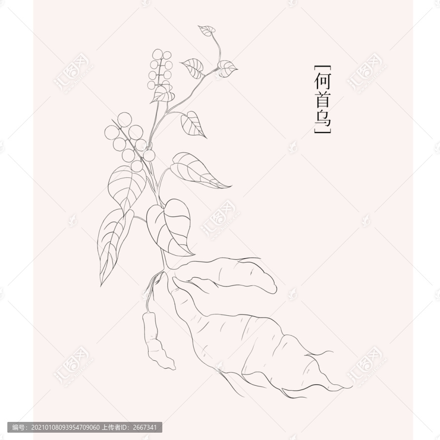 手繪何首烏線條插畫