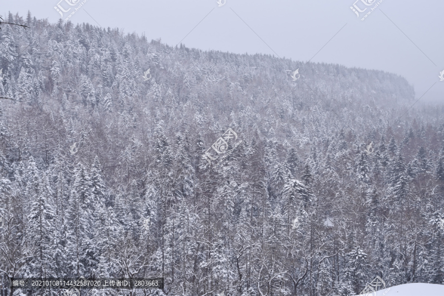 长白山原始森林雪景素材