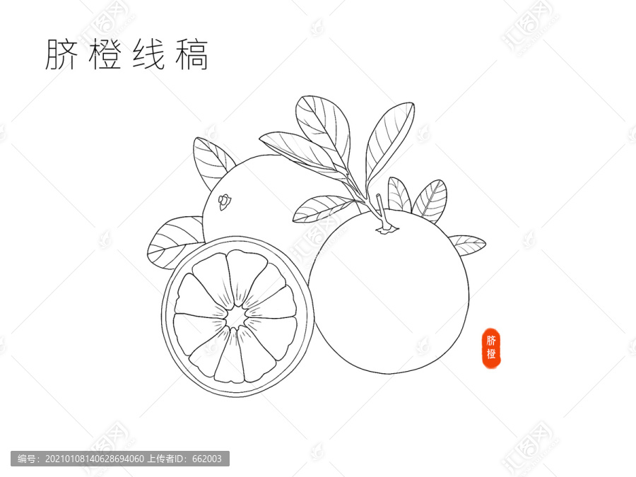 脐橙橘子柑橘手绘线稿