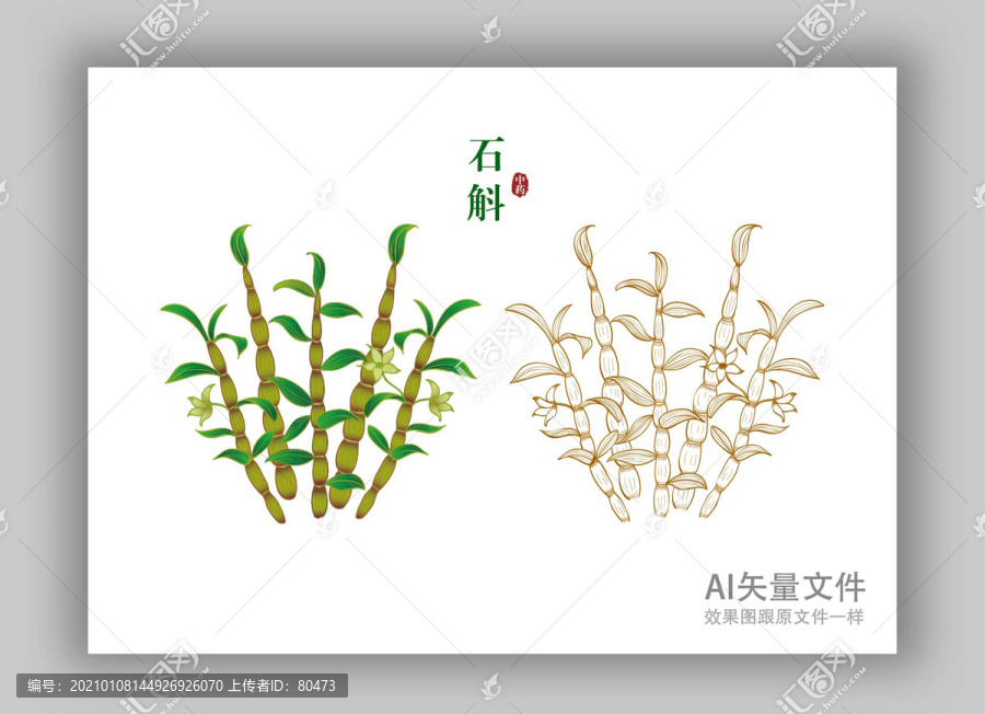 中草藥手繪石斛插畫(huà)