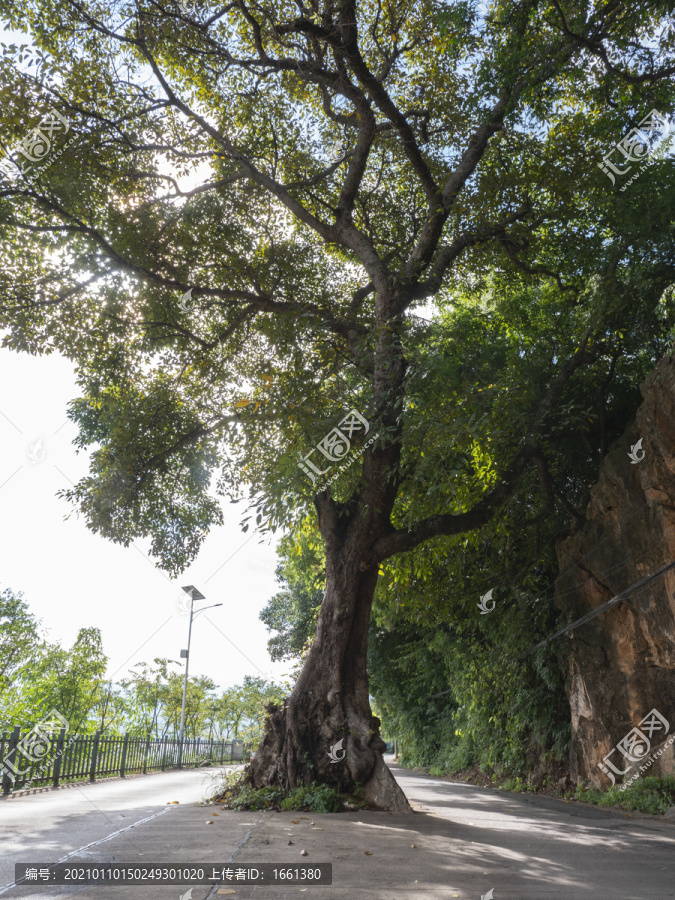 挡在路中间的树