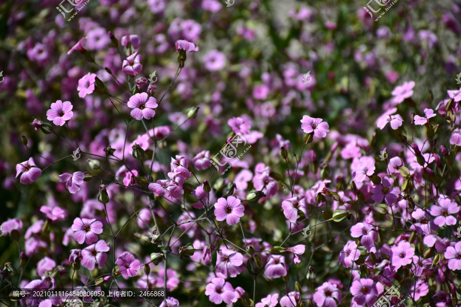 麦蓝菜花