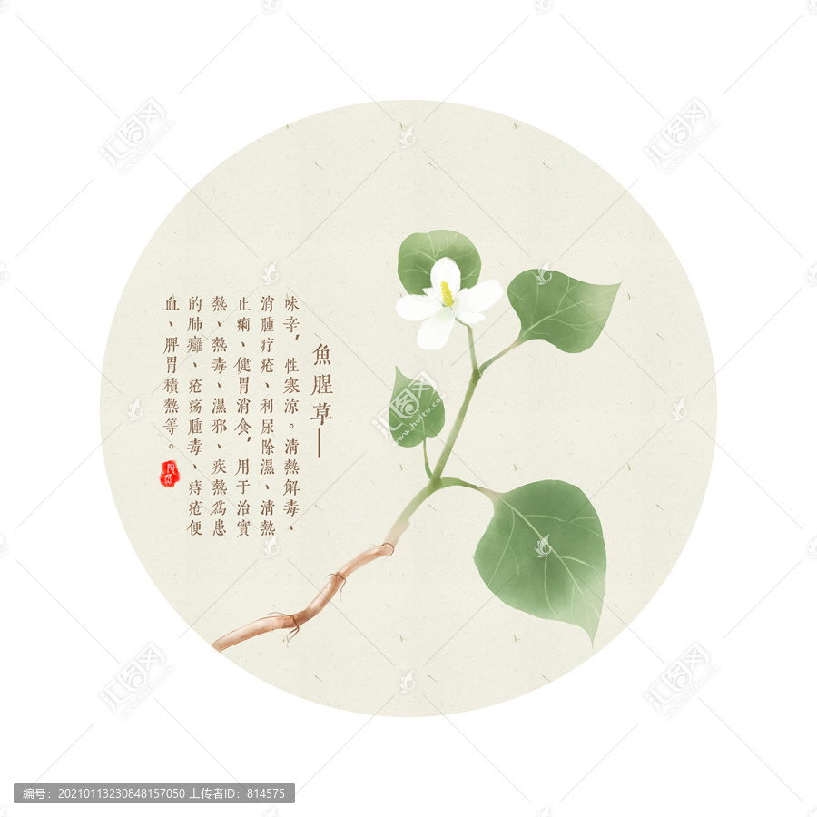 魚腥草