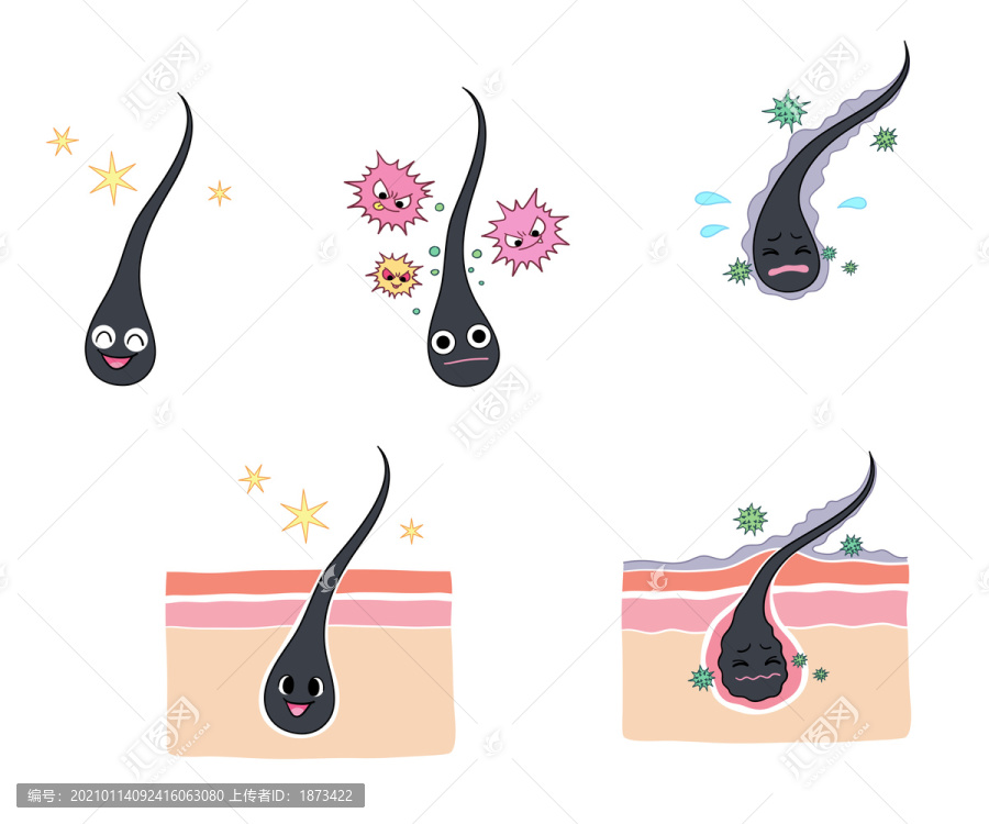 頭發(fā)毛根健康狀況插圖