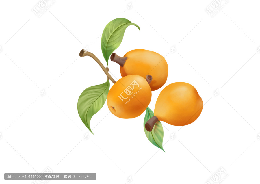 卡通寫實風格成熟新鮮的枇杷插畫