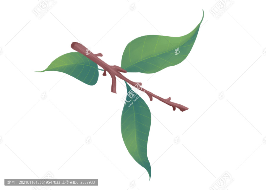 卡通寫實風格樹枝葉子植物插畫