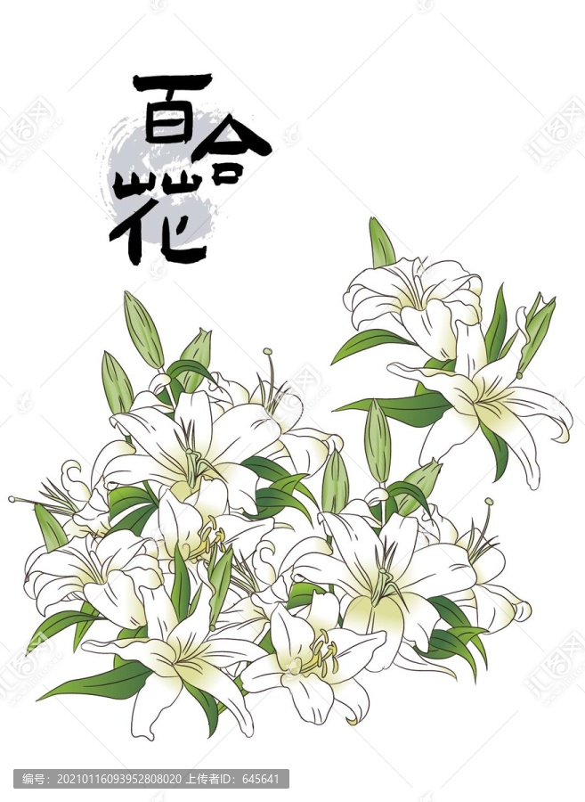 手繪百合花
