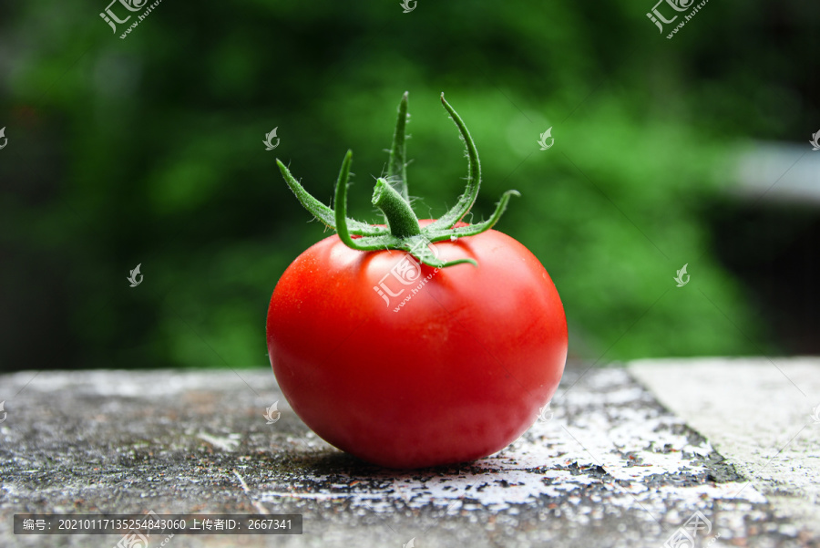 实拍灰色的混凝土表面上的红番茄