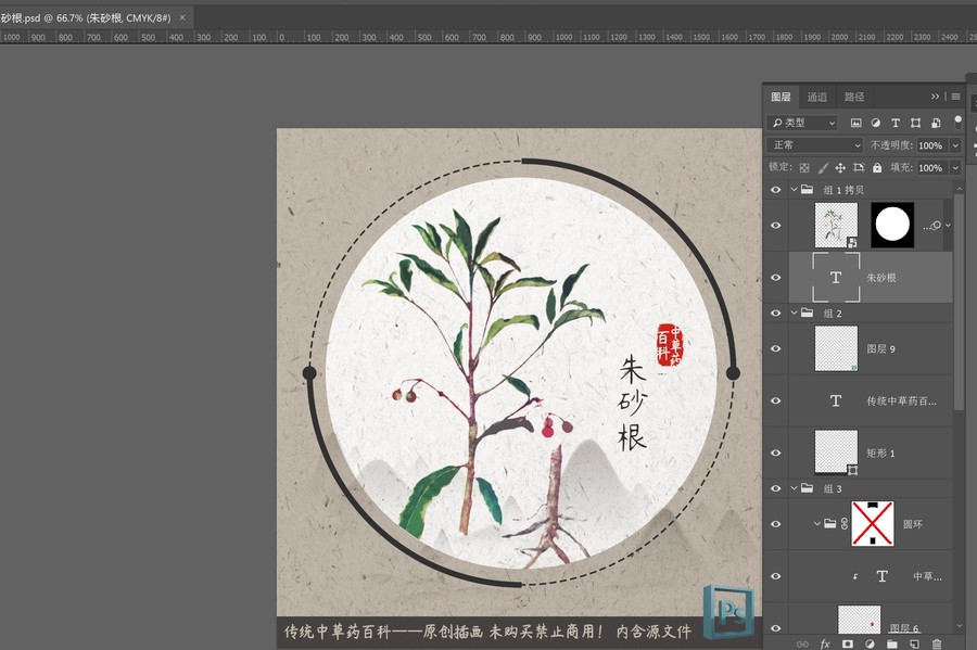 中草药植物插画朱砂根