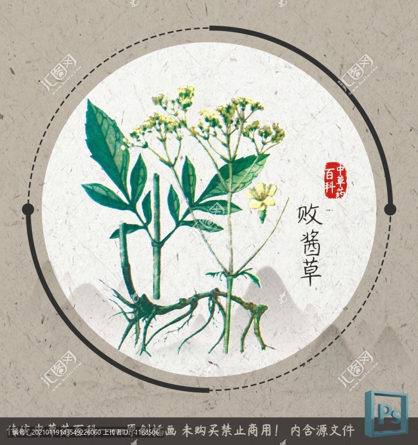 中草药植物插画败酱草