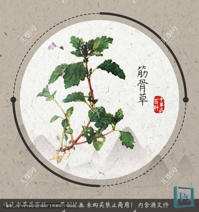 中草药植物插画筋骨草