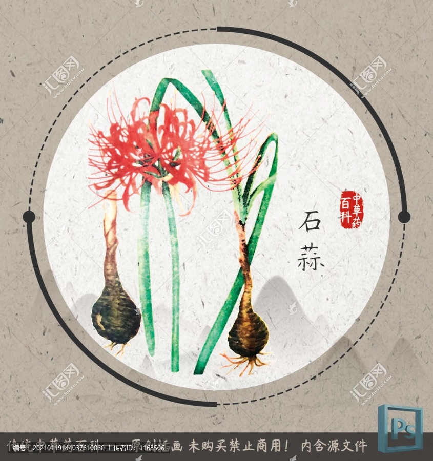 中草藥植物插畫石蒜