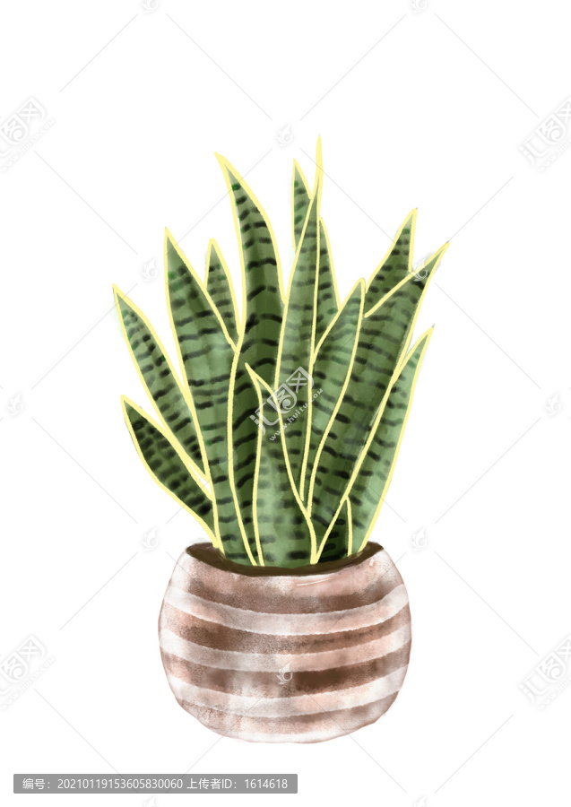 水彩綠色盆栽植物虎皮蘭手繪插畫
