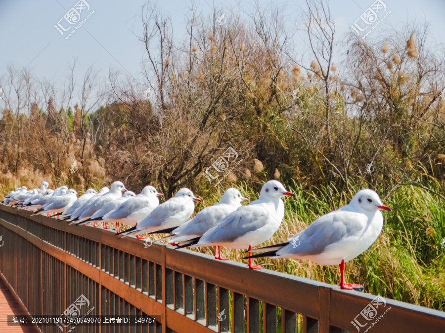 一群海鸥