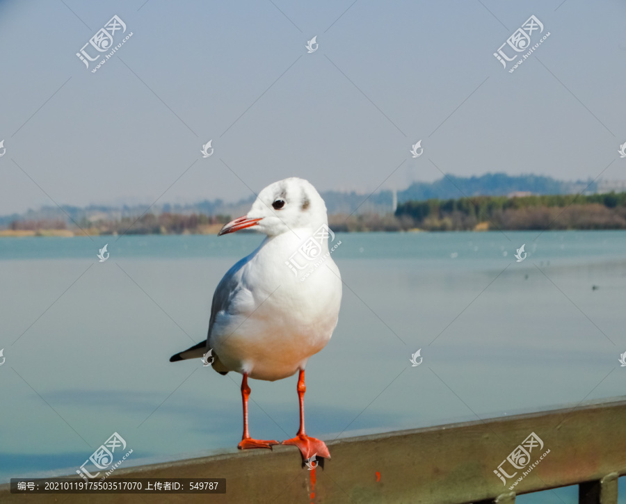 湖泊海鸥