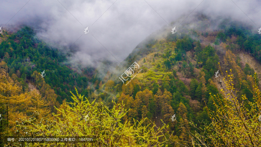 鲁朗林海