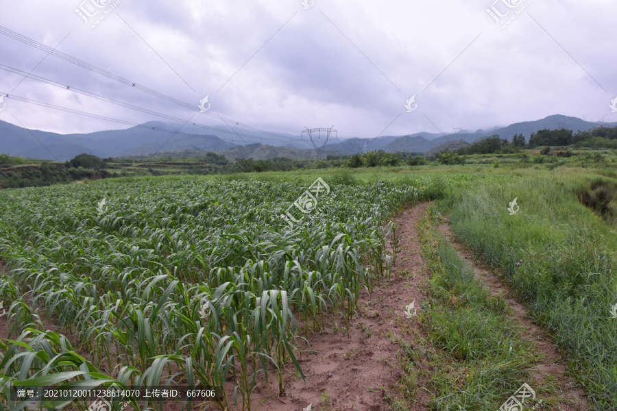 田野