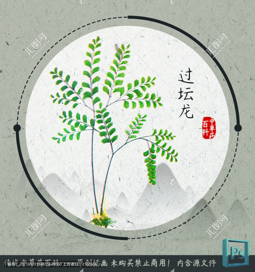 中草藥植物插畫過壇龍