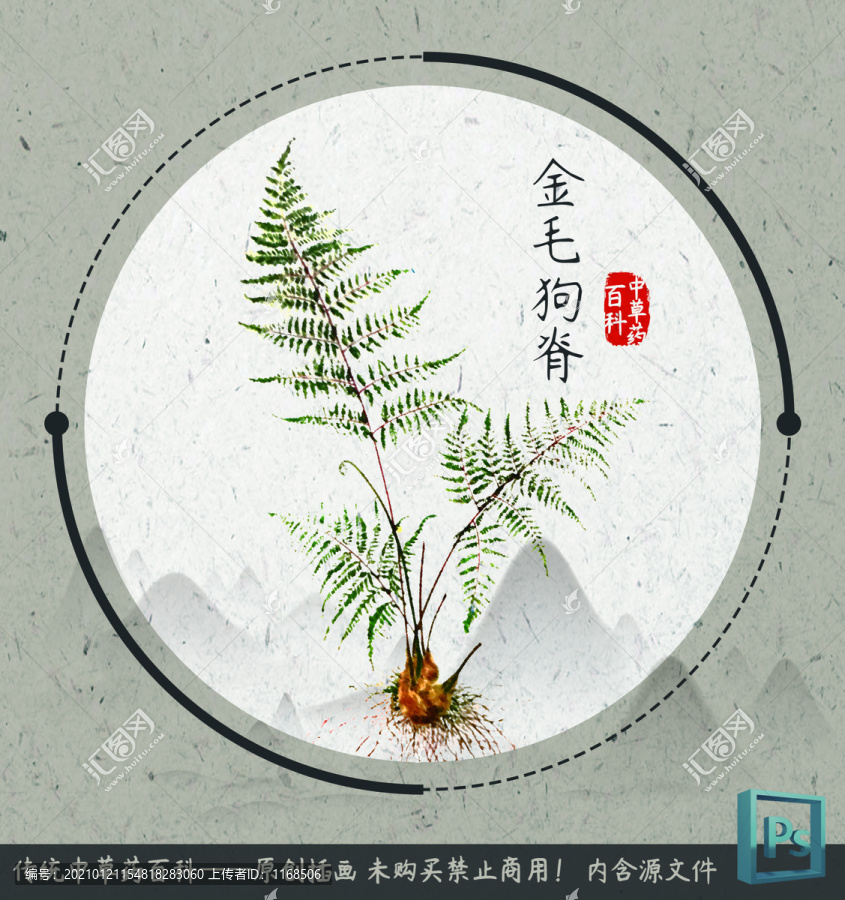 中草药植物插画金毛狗脊