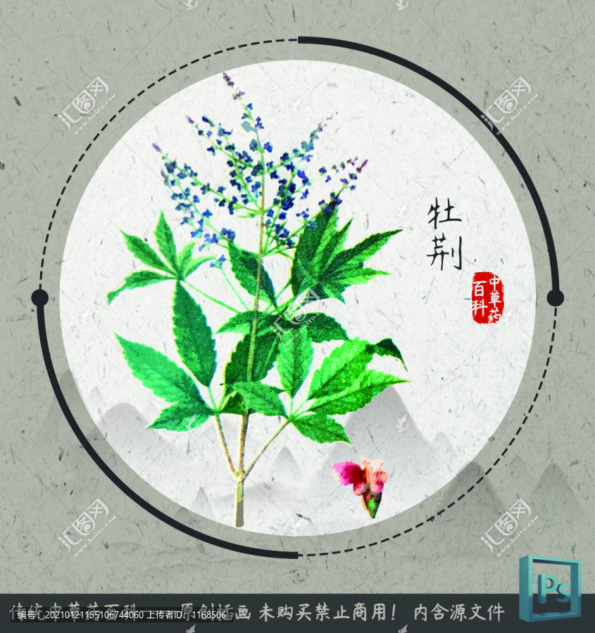 中草药植物插画牡荆