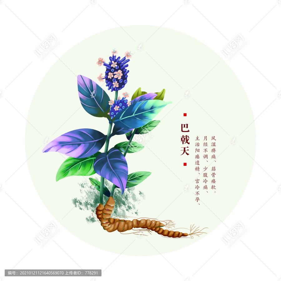 巴戟天