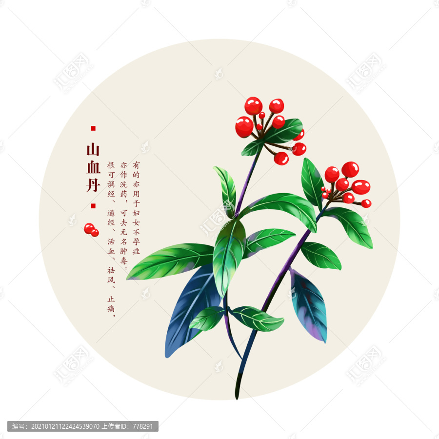 山血丹