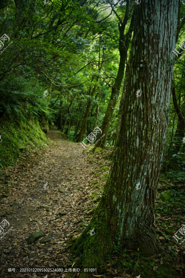 台湾森林景观