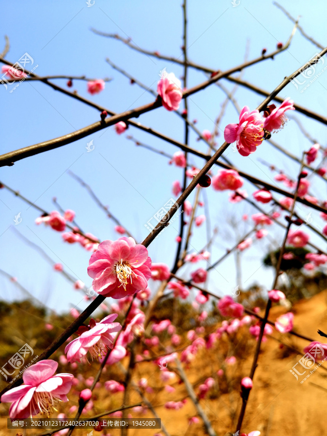 粉色梅花