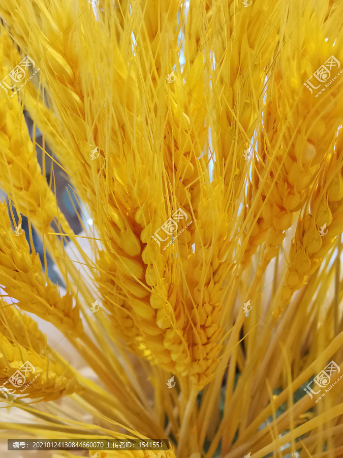 成熟的小麥