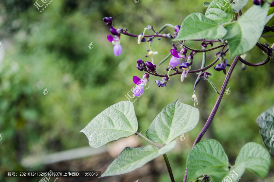 紫色豆角花